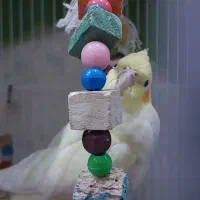 عروس هلندی لوتینو زعفرانی چشم شرابی دستی