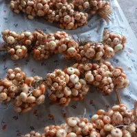 پیاز برای کاشتن