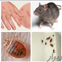 سمپاشی تضمینی سوسک. ساس. سم پاشی عقرب|خدمات نظافت|یزد, |دیوار