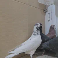 ۶عدد کبوتر زیر قیمت|پرنده|سیرجان, |دیوار