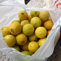 لیمو شیرین محلی