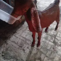 بز عربی برای فروش|حیوانات مزرعه|خرمشهر, |دیوار