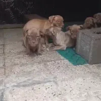 سگ پیت بول|سگ|تهران, سعادت‌آباد|دیوار