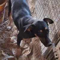 سگ دوبرمن|سگ|اهواز, اسماعیلیه|دیوار