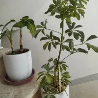 چند عدد گل طبیعی به فروش میرسد