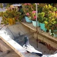 کبوترسینه سیاه ۴۰سانتی وکله زردوکله سیاه|پرنده|گوگان, |دیوار