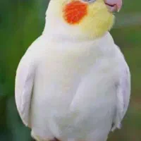 یک جفت عروس هلندی