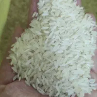 برنج عنبربو|خوردنی و آشامیدنی|شیراز, شریفآباد|دیوار