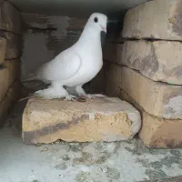 کبوتر|پرنده|تبریز, |دیوار