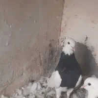 طوق سیاه نر