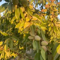 نهال بادام دیر گل و زردآلو عسگراباد