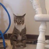 پانسیون خانگی سگ و گربه|خدمات پیشه و مهارت|کرج, کیانمهر|دیوار