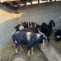 بز و دوبر|حیوانات مزرعه|شیراز, آبیاری|دیوار