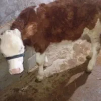 سیمینتال هولشتاین ماده|حیوانات مزرعه|رشت, دباغیان|دیوار