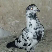 کفتر پرشی وغیره