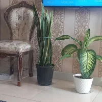 گل طبیعی وسرحال|گل و گیاه طبیعی|تهران, قصر فیروزه ۱|دیوار