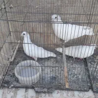 کبوتر سفید نر و ماده ۳ عدد