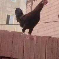 خروس گلین دو‌رگجوان|حیوانات مزرعه|نسیم‌شهر, |دیوار