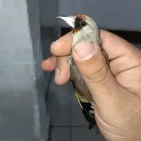 سهره نر دورگ فیروزکوه و کرمانی۲ عدد معاوضه|پرنده|کرج, دولتآباد|دیوار