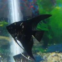 انجل