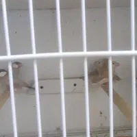 3جفت فنچ نرگسی شکلاتی با جوجه