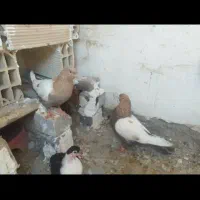 جفت کفتر فقط معاوضه