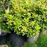 شمشاد طلایی