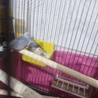 پرنده زینتی مولد