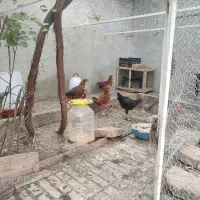 مرغ جوجه وارگ