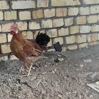 دوعدد خروس لری۸ماهه