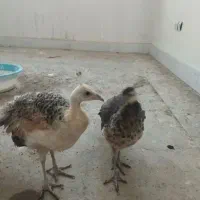 خروس وطاووس|حیوانات مزرعه|بیرجند, |دیوار