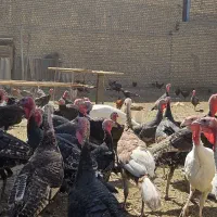 جوجه بوقلمون ۶ ماهه و خروس و بوقلمون بالغ|حیوانات مزرعه|ورامین, ورامین|دیوار