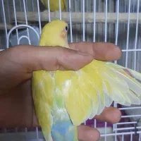 طوطی برزیلی اوپال نارنجی|پرنده|کرج, شهرک سهرابیه|دیوار