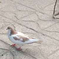 کبوتر