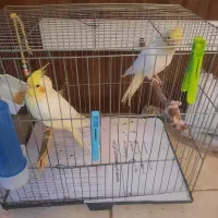 شش عدد عروس هلندی
