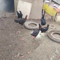 فروش مرغ زنده