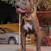 سگ پیتبول