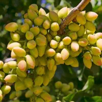 نهال پسته اکبری|گل و گیاه طبیعی|تاکستان, |دیوار