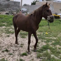 اسب|اسب و تجهیزات اسب‌سواری|چمران, |دیوار