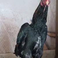 دو جفت خروس و مرغ لاری