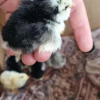 جوجه گلین لری