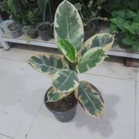 گل آپارتمانی با قیمت مناسب