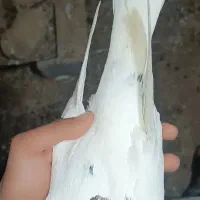 طوقی|پرنده|اردل, |دیوار