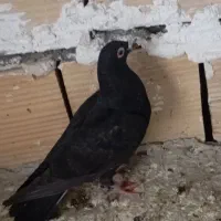 کفتر زاغ|حیوانات|مشهد, باغون آباد|دیوار