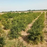 فروش-1000متر-زمین