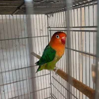 طوطی عروس هلندی و برزیلی و فنچ گلدین|پرنده|محمدیه-قزوین, |دیوار