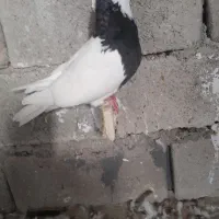 طوق سیاه