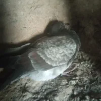 کبوتر فروشی عتیقه