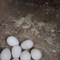 فنچ‌و‌طوطی‌برزیلی‌|پرنده|خرمدره, |دیوار