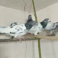 ماده پاکستانی|پرنده|قم, آزادگان|دیوار